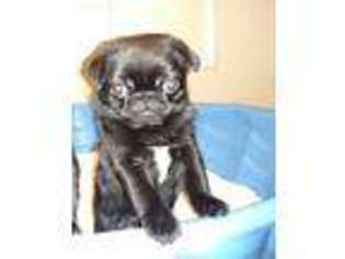 Pug Puppy for sale in Sweetwater, TN, USA