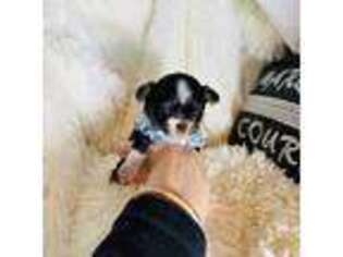 Chihuahua Puppy for sale in Purvis, MS, USA