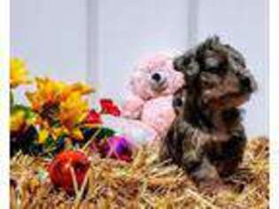 Mutt Puppy for sale in North East, MD, USA
