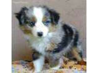 Miniature Australian Shepherd Puppy for sale in Midland, SD, USA