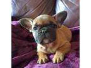 French Bulldog Puppy for sale in Inglis, FL, USA
