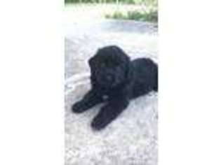 Newfoundland Puppy for sale in Atchison, KS, USA