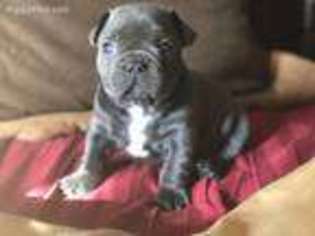 French Bulldog Puppy for sale in Gruver, TX, USA