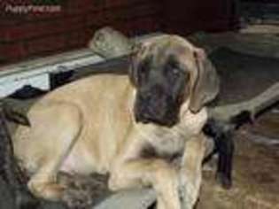 Mastiff Puppy for sale in Wakeman, OH, USA