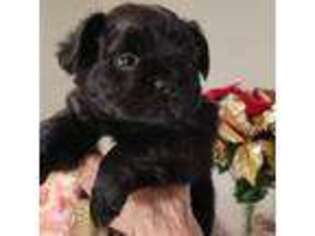 French Bulldog Puppy for sale in Adrian, MI, USA