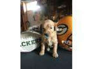 Goldendoodle Puppy for sale in Burlington, WI, USA