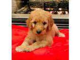 Goldendoodle Puppy for sale in Atlanta, GA, USA