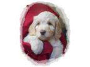Labradoodle Puppy for sale in TRAVERSE CITY, MI, USA