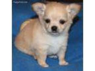 Chihuahua Puppy for sale in Nuevo, CA, USA