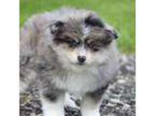 Mutt Puppy for sale in Lancaster, OH, USA