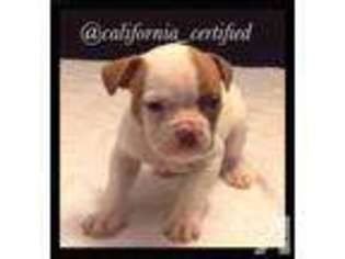 American Bulldog Puppy for sale in SAN BERNARDINO, CA, USA