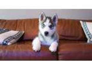 Siberian Husky Puppy for sale in Townsend, MA, USA