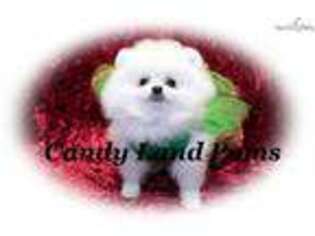 Pomeranian Puppy for sale in Houston, TX, USA