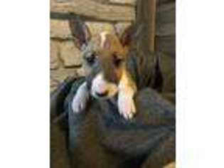 Bull Terrier Puppy for sale in Germantown, KY, USA