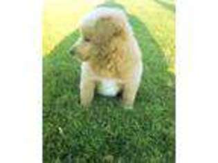 Mutt Puppy for sale in New Hampton, IA, USA