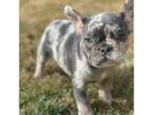 French Bulldog Puppy for sale in Lorton, VA, USA