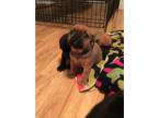 Puggle Puppy for sale in Odell, NE, USA