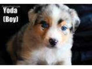 Australian Shepherd Puppy for sale in Hillsdale, IL, USA