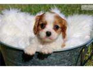 Cavalier King Charles Spaniel Puppy for sale in Kirksville, MO, USA