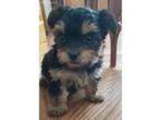 Yorkshire Terrier Puppy for sale in Knox, PA, USA