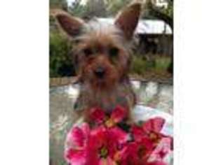 Yorkshire Terrier Puppy for sale in GRANTS PASS, OR, USA