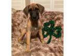 Great Dane Puppy for sale in Rocklin, CA, USA