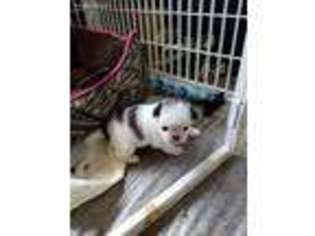 Mutt Puppy for sale in Pulaski, TN, USA