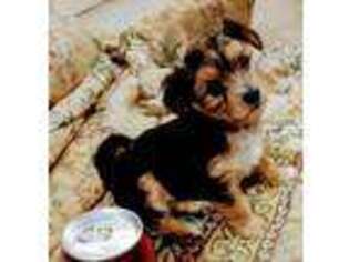 Yorkshire Terrier Puppy for sale in Graham, TX, USA