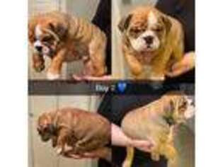 Bulldog Puppy for sale in Bardstown, KY, USA