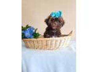 Shih-Poo Puppy for sale in Cambridge, OH, USA