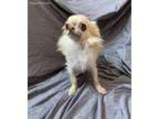 Chihuahua Puppy for sale in Orange Park, FL, USA