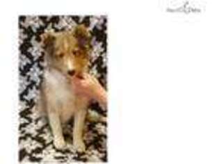 Shetland Sheepdog Puppy for sale in Charleston, WV, USA