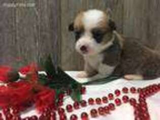 Pembroke Welsh Corgi Puppy for sale in Morrison, TN, USA