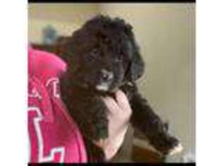 Mutt Puppy for sale in Avondale, AZ, USA