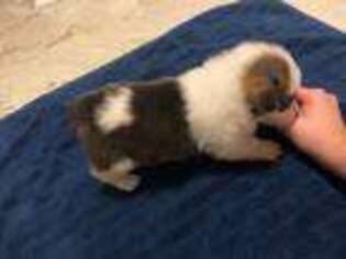 Pembroke Welsh Corgi Puppy for sale in Taylor, TX, USA