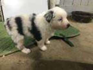 Australian Shepherd Puppy for sale in Massillon, OH, USA