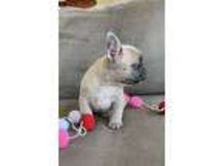 French Bulldog Puppy for sale in Plainville, GA, USA