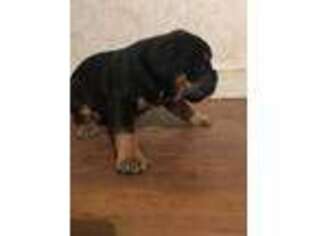 Olde English Bulldogge Puppy for sale in Lubbock, TX, USA