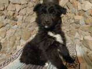 Australian Shepherd Puppy for sale in Cerrillos, NM, USA