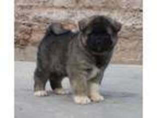 Akita Puppy for sale in Alamosa, CO, USA