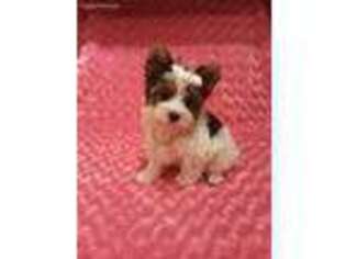 Yorkshire Terrier Puppy for sale in Watertown, NY, USA