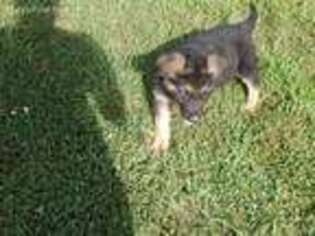 German Shepherd Dog Puppy for sale in Millbury, MA, USA