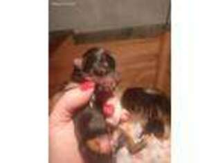 Yorkshire Terrier Puppy for sale in Chilhowie, VA, USA