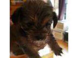 Shorkie Tzu Puppy for sale in Woodside, NY, USA