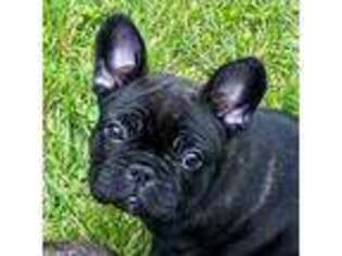 French Bulldog Puppy for sale in Germantown, WI, USA