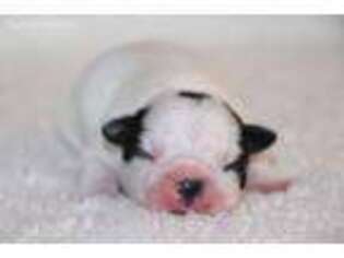 Boston Terrier Puppy for sale in Omega, OK, USA
