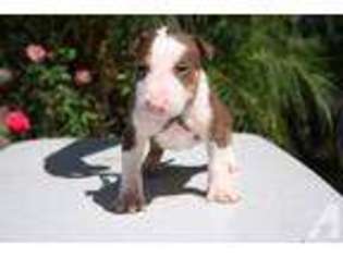 Bull Terrier Puppy for sale in INGLEWOOD, CA, USA