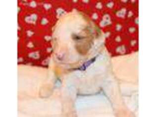 Goldendoodle Puppy for sale in Hilliard, FL, USA