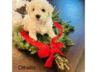 Bichon Frise Puppy for sale in Glen Allen, VA, USA