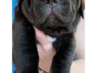 Cane Corso Puppy for sale in Quincy, IL, USA